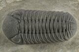 Exceptional Morocops Trilobite - Large Specimen #334931-1